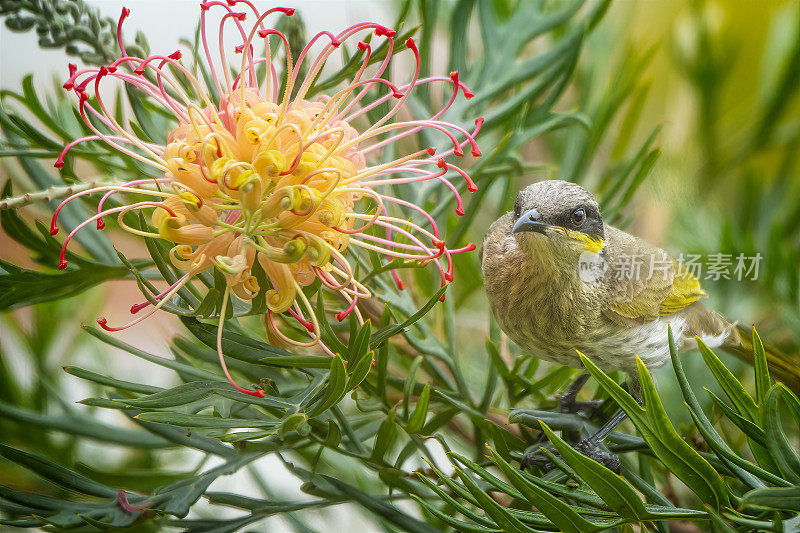 黄脸蜜蜂(Caligavis chrysops)